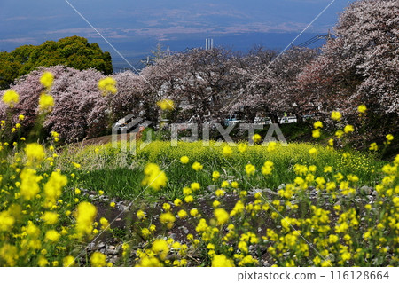 Cherry blossoms Cherry blossoms 116128664