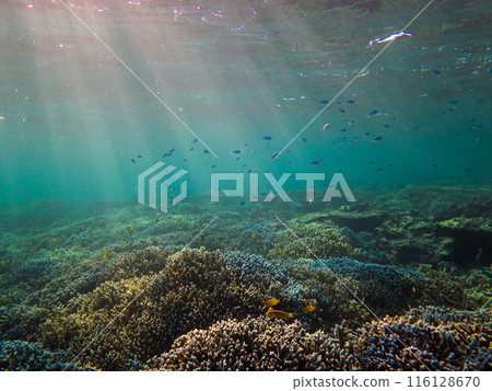 光線照進珊瑚森林 116128670