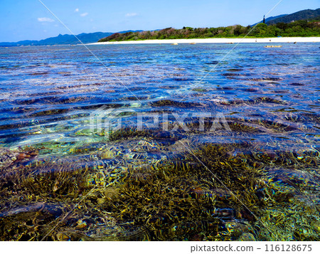 Shallow coral reef 116128675