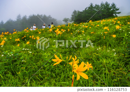[Tochigi Prefecture] People strolling through Kisuge-daira Park in Nikko, Kirifuri Highlands 116128753