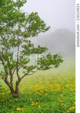 [Tochigi Prefecture] Nikko Kirifuri Highlands, Hemerocallis nipponica and Daylily at Hemerocallis nipponica 116128814