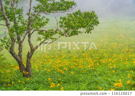 [Tochigi Prefecture] Nikko Kirifuri Highlands, Hemerocallis nipponica and Daylily at Hemerocallis nipponica 116128817