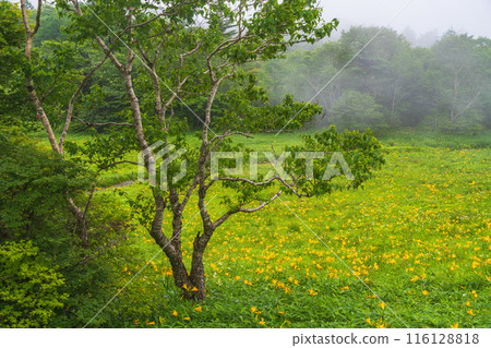 [Tochigi Prefecture] Nikko Kirifuri Highlands, Hemerocallis nipponica and Daylily at Hemerocallis nipponica 116128818