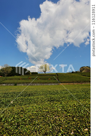 小淵的茶園 小淵的茶園 116128911
