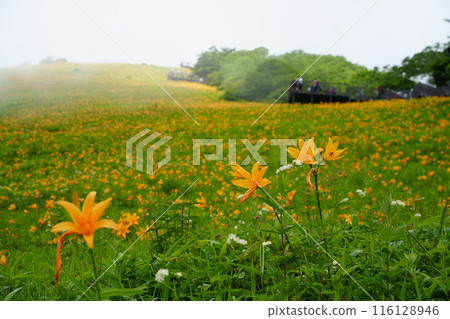 [Tochigi Prefecture] Nikko Kirifuri Highland Sky Corridor Slope Day Hemerocallis 116128946