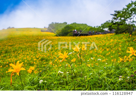 [Tochigi Prefecture] Nikko Kirifuri Highland Sky Corridor Slope Day Hemerocallis 116128947