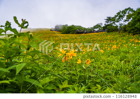 [Tochigi Prefecture] Nikko Kirifuri Highland Sky Corridor Slope Day Hemerocallis 116128948