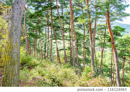 松茸山松茸採摘紅松 116128965