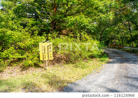 Matsutake mountain Matsutake hunting Akamatsu 116128966