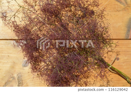 Smoke tree flower spikes in smoky red-purple 116129042