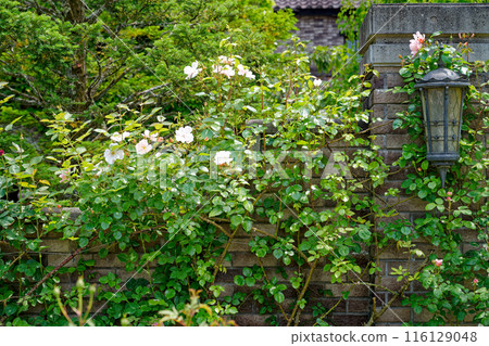 Roses creeping on a brick wall 116129048