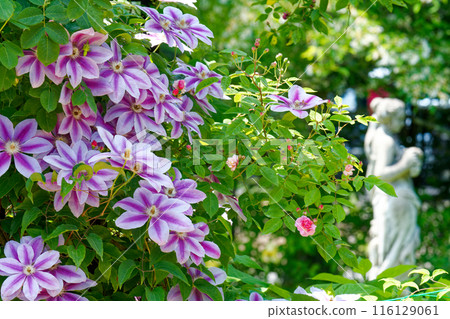 白色少女雕像和美麗的花朵 白色少女雕像和美麗的花朵 116129061