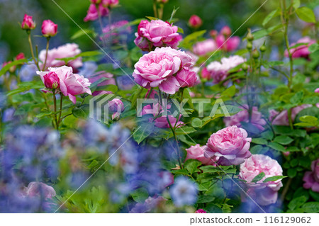 可愛的玫瑰在綠色中閃閃發光 116129062