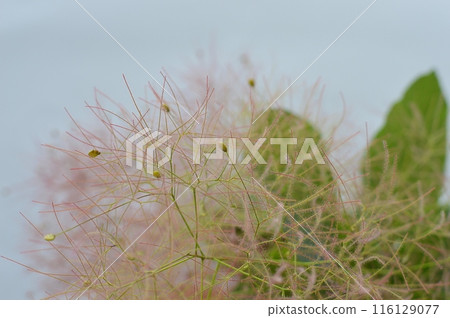 Smoky flower spikes of smoke tree 116129077