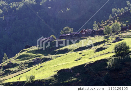 挪威峽灣峽谷中的一排房屋 116129105