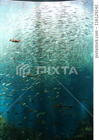 Fish swimming in a large aquarium 2 Fish swimming in a large aquarium 2 116129142