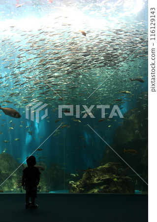 Child looking at an aquarium tank 1 Child looking at an aquarium tank 1 116129143