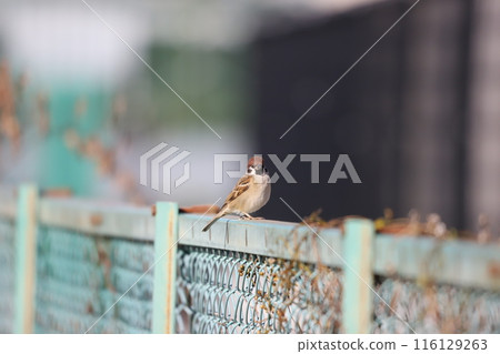 Sparrow that fits in the fence Sparrow that fits in the fence 116129263