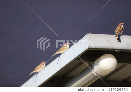Sparrow perching on the roof Sparrow perching on the roof 116129264