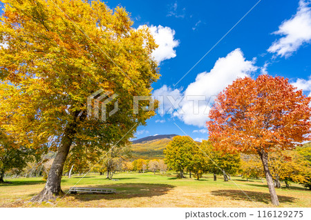 Sasagamine Plateau - A refreshing plateau surrounded by the Myoko mountain range - Sasagamine Ranch - Prefectural Forest at the foot of Mt. Myoko 116129275