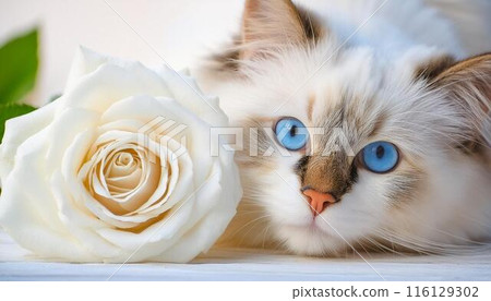 玫瑰花和貓 玫瑰花和貓 116129302