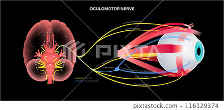 Oculomotor nerve poster Oculomotor nerve poster 116129374