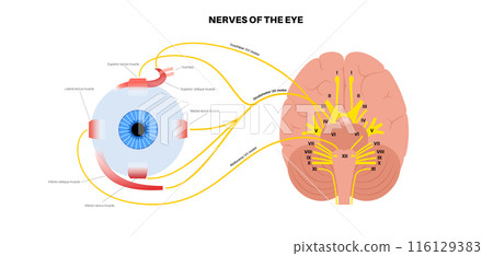 Motor nerves of the eye 116129383