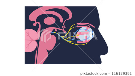 Motor nerves of the eye 116129391