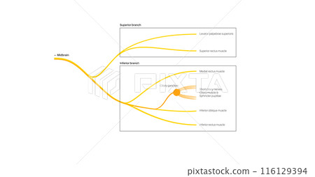 Oculomotor nerve anatomy Oculomotor nerve anatomy 116129394