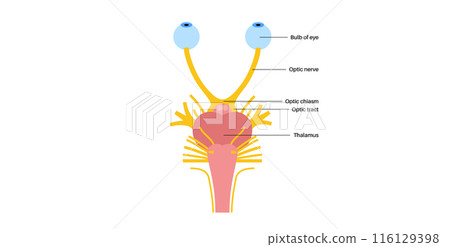 Optic nerve anatomy 116129398