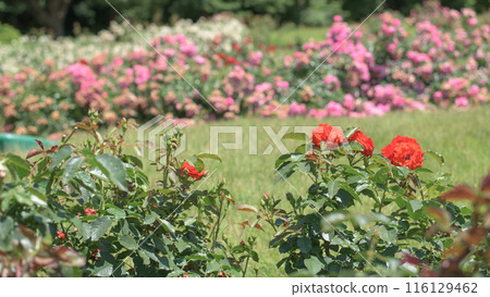 Bright Rose Garden, Murayama City, Yamagata Prefecture Bright Rose Garden, Murayama City, Yamagata Prefecture 116129462
