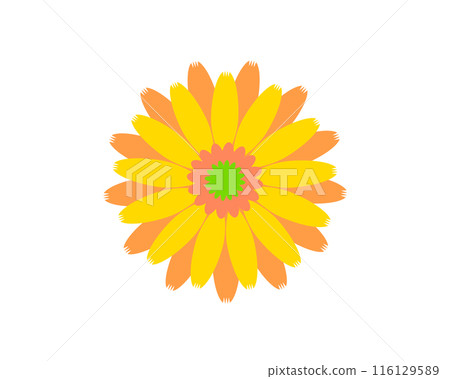 A simple illustration of a yellow gerbera 116129589