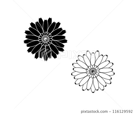 Gerbera black and white illustration set 116129592