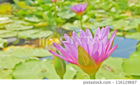 Water lilies at the hotel I stayed at during my trip to Hoi An, Vietnam 116129687