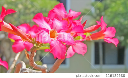 Flowers (adeniums) at the hotel I stayed at during my trip to Hoi An, Vietnam 116129688