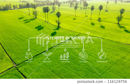 Smart agriculture with modern technology for sustainable practices. Rice farm. Smart farming concept. Sustainable agriculture. Precision agriculture. IoT and sensor technology for smart farming. 116129756