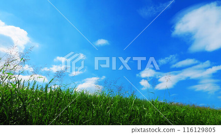 荒川岸邊雜草與藍天的清爽景色 116129805