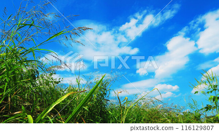 荒川岸邊雜草與藍天的清爽景色 116129807