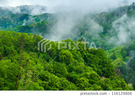 Rainy fog and fresh greenery on the mountains [Ikeda Town, Kitaazumi District] 116129808