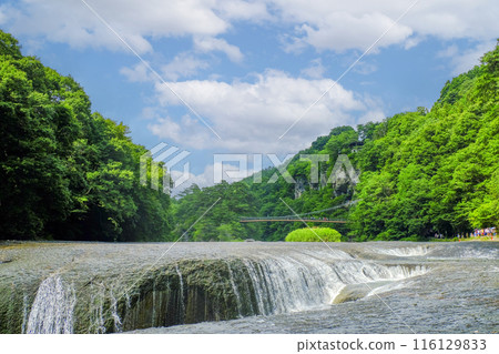 Fukiware Falls surrounded by fresh greenery 116129833