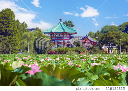 本滕和蓮花 116129835