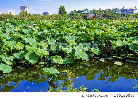與荷花池的風景 與荷花池的風景 116129838