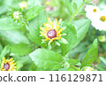 雜色菊開始開花 雜色菊開始開花 116129871