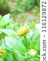 水平雜色菊 水平雜色菊 116129872