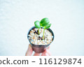 盆栽苗中的雙葉_1 盆栽苗中的雙葉_1 116129874
