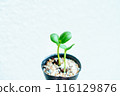 盆栽苗中的雙葉_3 盆栽苗中的雙葉_3 116129876