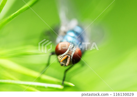 Blue Bottle Fly 116130029