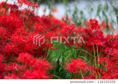 A close-up of the crimson red spider lilies A close-up of the crimson red spider lilies 116130109