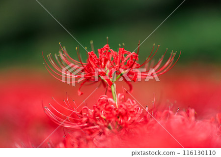 Close-up of red spider lilies | Hinomaru composition 116130110