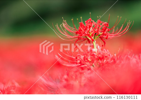 群孤挺花特寫鏡頭 群孤挺花特寫鏡頭 116130111